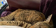 Esme is registered to the contest to win money with this photo: cat, tabby_cat, sleeping, resting, fur, pet, animal, indoor, cozy, blanket, sofa, relaxing, closeup, whiskers, ears, striped, feline, comfort, domestic_animal, nap