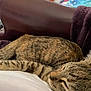 cat, tabby_cat, sleeping, resting, fur, pet, animal, indoor, cozy, blanket, sofa, relaxing, closeup, whiskers, ears, striped, feline, comfort, domestic_animal, nap