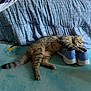 cat, tabby, sleeping, blue_sneakers, carpet, bed, indoor, pet, resting, fur, paw, cozy, relaxed, animal, mammal, domestic, feline, cute, household, comfort