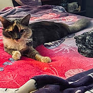 Layla Haze is registered to the contest to win money with this photo: animal, bed, blanket, cat, colorful, comfort, cozy, domestic_animal, feline, fur, furniture, home, indoor, laying_down, pet, pillow, relaxed, resting, sleepy, soft