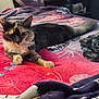 animal, bed, blanket, cat, colorful, comfort, cozy, domestic_animal, feline, fur, furniture, home, indoor, laying_down, pet, pillow, relaxed, resting, sleepy, soft