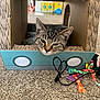 Iris is registered to the contest to win money with this photo: animal, background, cardboard_box, carpet, cat, closeup, cozy, cute, feline, green_eyes, household, indoor, pet, playful, relaxed, resting, sleepy, striped, tabby, toy