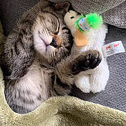 Iris is registered to the contest to win money with this photo: blanket, cat, closeup, cozy, cuddling, cute, feline, fur, home, indoor, kitten, llama, paw, pet, plush, relaxing, resting, sleeping, soft, stuffed_toy