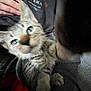 Iris joined the competition — help win amazing prizes! blue_eyes, blurry, cat, close_up, clothing, curious, domestic_animal, face, feline, fur, hand, hoodie, indoor, kitten, paw, person, pet, reaching, tabby, young_animal