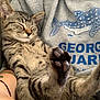 animal, blue, cat, closeup, comfort, cozy, cute, fur, graphic, grey, hoodie, indoor, kitten, paw, person, pet, relaxing, resting, sleeping, tabby