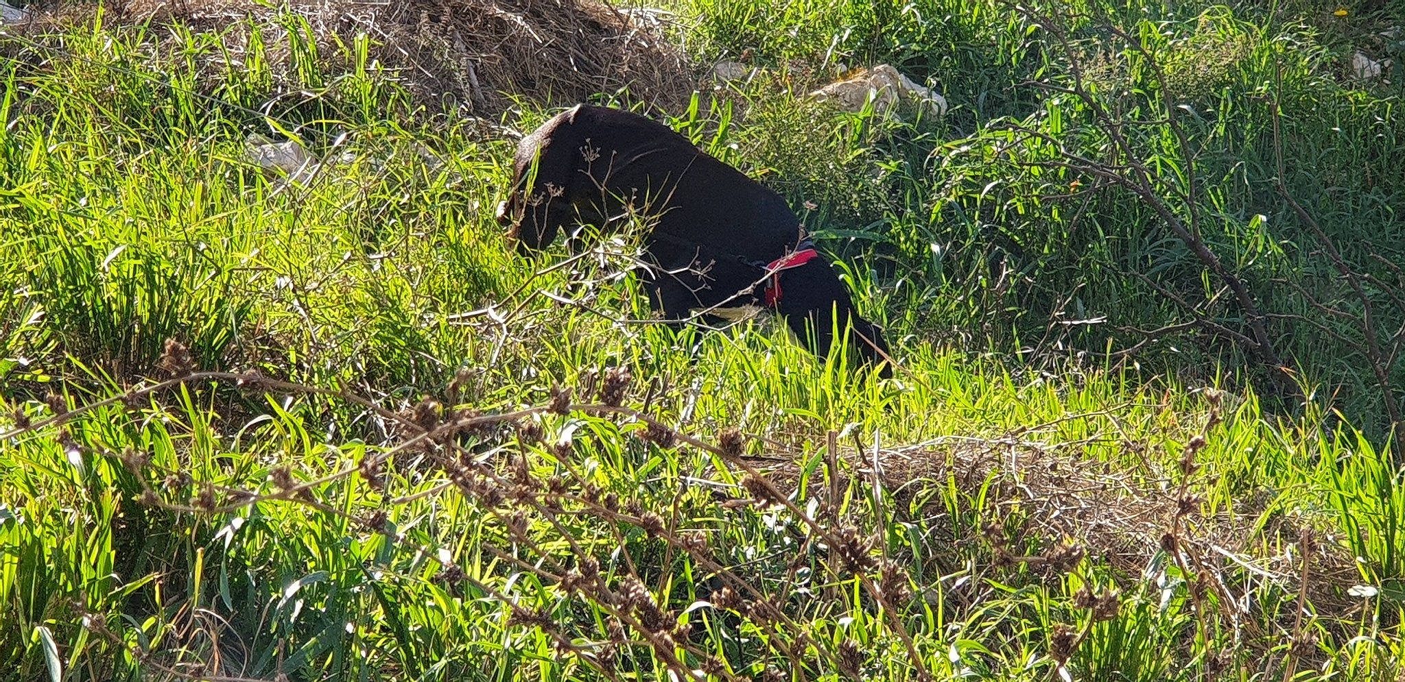 Danaé participe au concours pour gagner de l'argent avec cette photo : canidae, carnivore, grass, grass_family, hunting_dog, plant, plant_community, shrubland, sporting_group