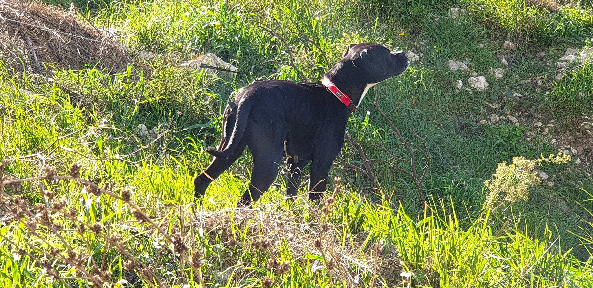 Danaé participe au concours pour gagner de l'argent avec cette photo : canidae, carnivore, dog, dog_breed, field_trial, hunting_dog, labrador_retriever, mammal, patterdale_terrier, sporting_group, vertebrate