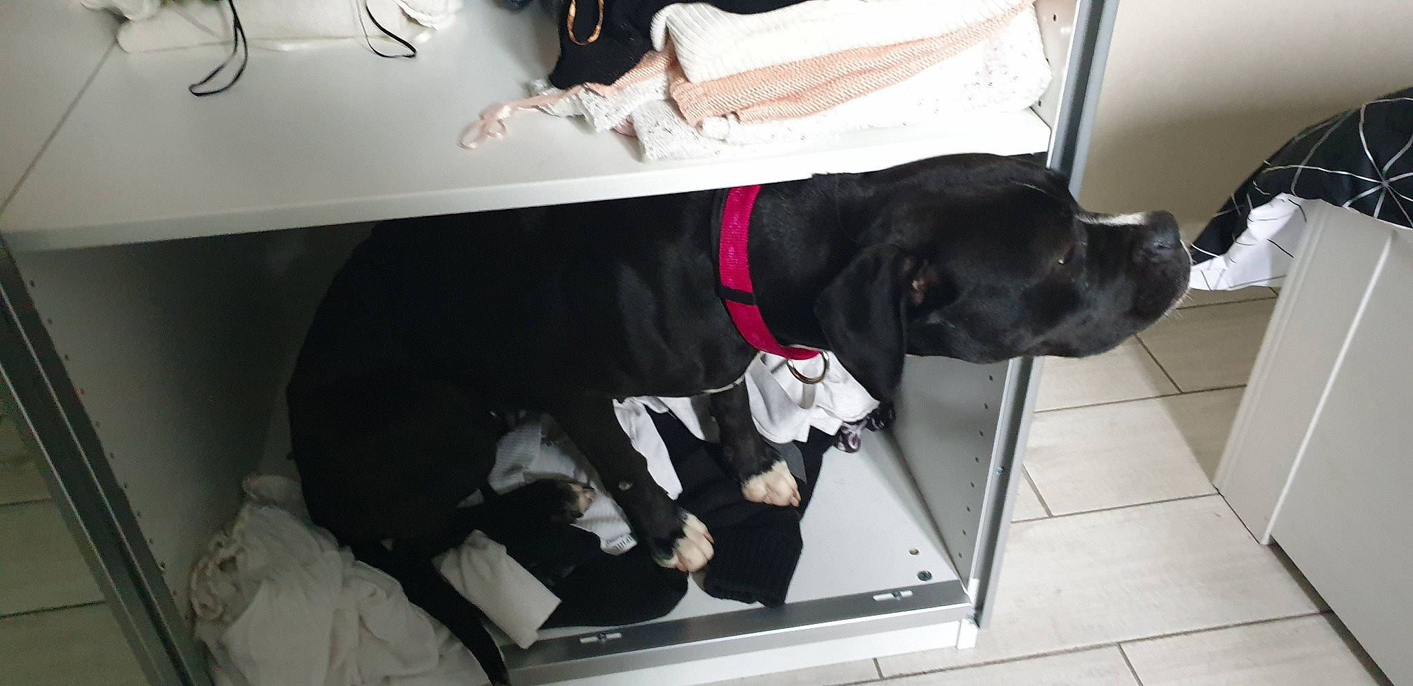 Danaé a rejoint le concours — aidez-le/la à gagner de superbes lots ! canidae, carnivore, dog, dog_breed, great_dane, labrador_retriever, non_sporting_group, puppy, sporting_group