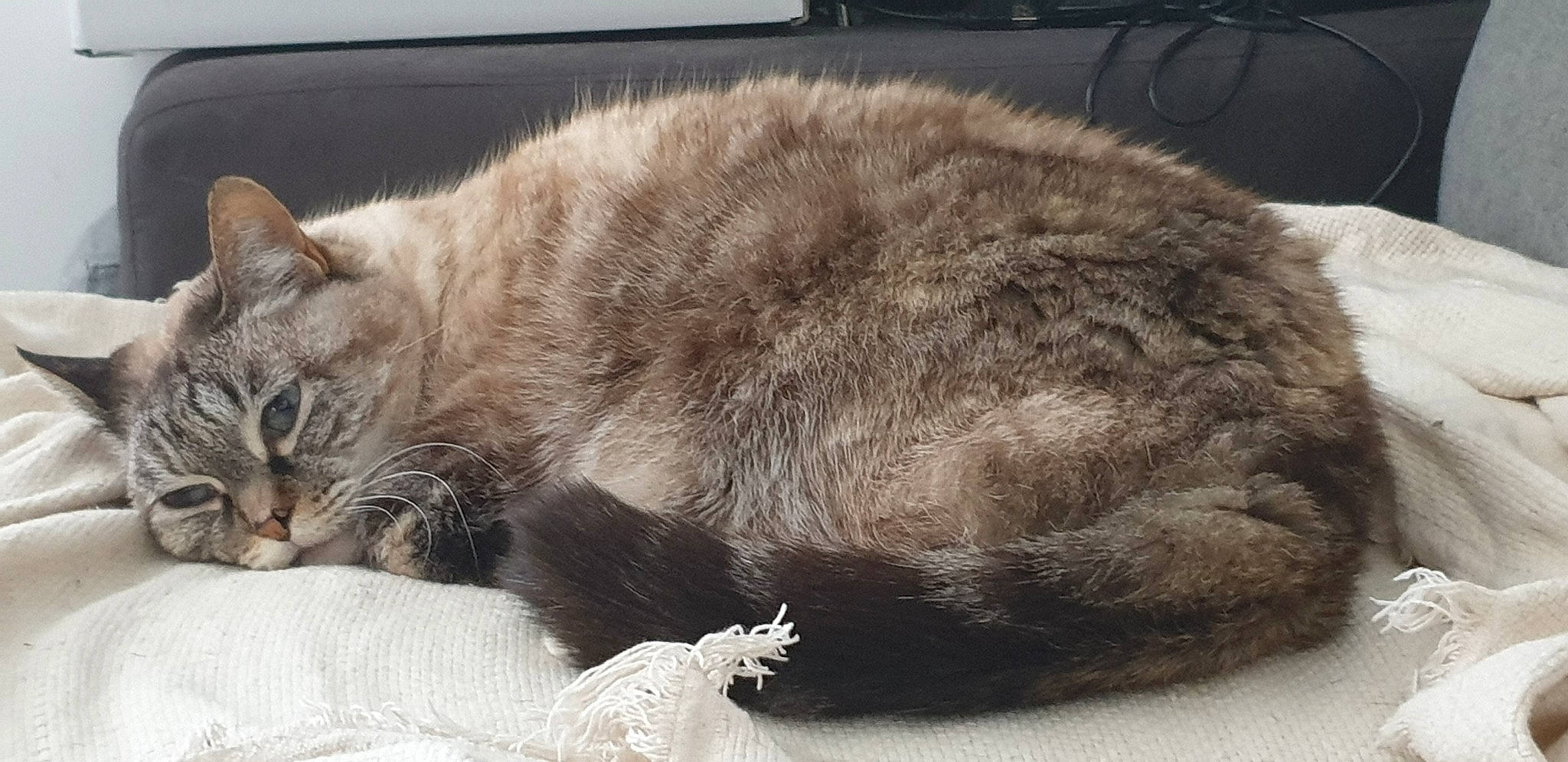 Chipie participe au concours pour gagner de l'argent avec cette photo : carnivore, cat, claw, comfort, domestic_short_haired_cat, felidae, fur, grey, nap, paw, sleep, small_to_medium_sized_cats, snout, tail, terrestrial_animal, whiskers