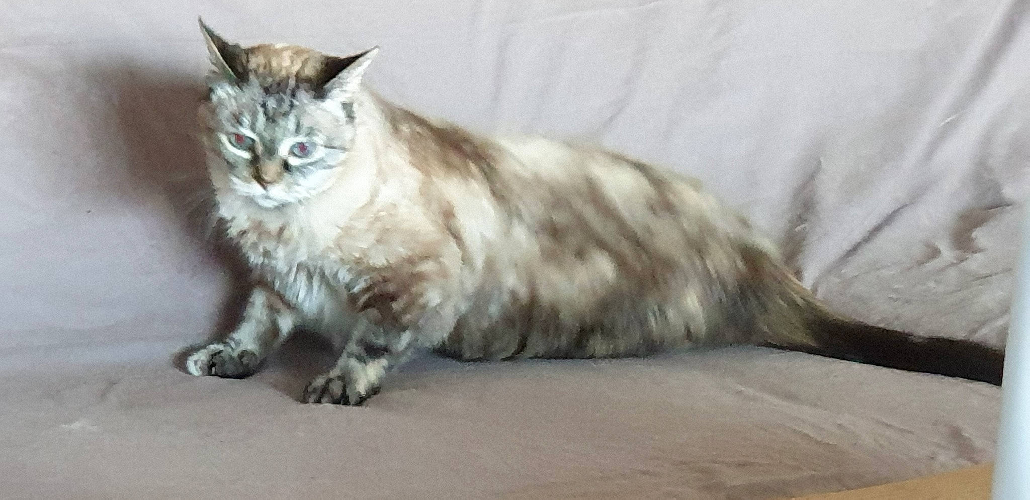 Chipie a rejoint le concours — aidez-le/la à gagner de superbes lots ! american_bobtail, asian, asian_semi_longhair, british_semi_longhair, carnivore, cat, cymric, domestic_long_haired_cat, felidae, maine_coon, mammal, napoleon_cat, norwegian_forest_cat, oriental_longhair, ragamuffin, siberian, small_to_medium_sized_cats, tail, vertebrate, whiskers