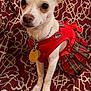 dog, small_dog, pet, red_dress, plaid, bow, blanket, maroon, patterned_blanket, cute, attentive, indoors, collar, tag, fur, ears, paws, animal, portrait, holiday