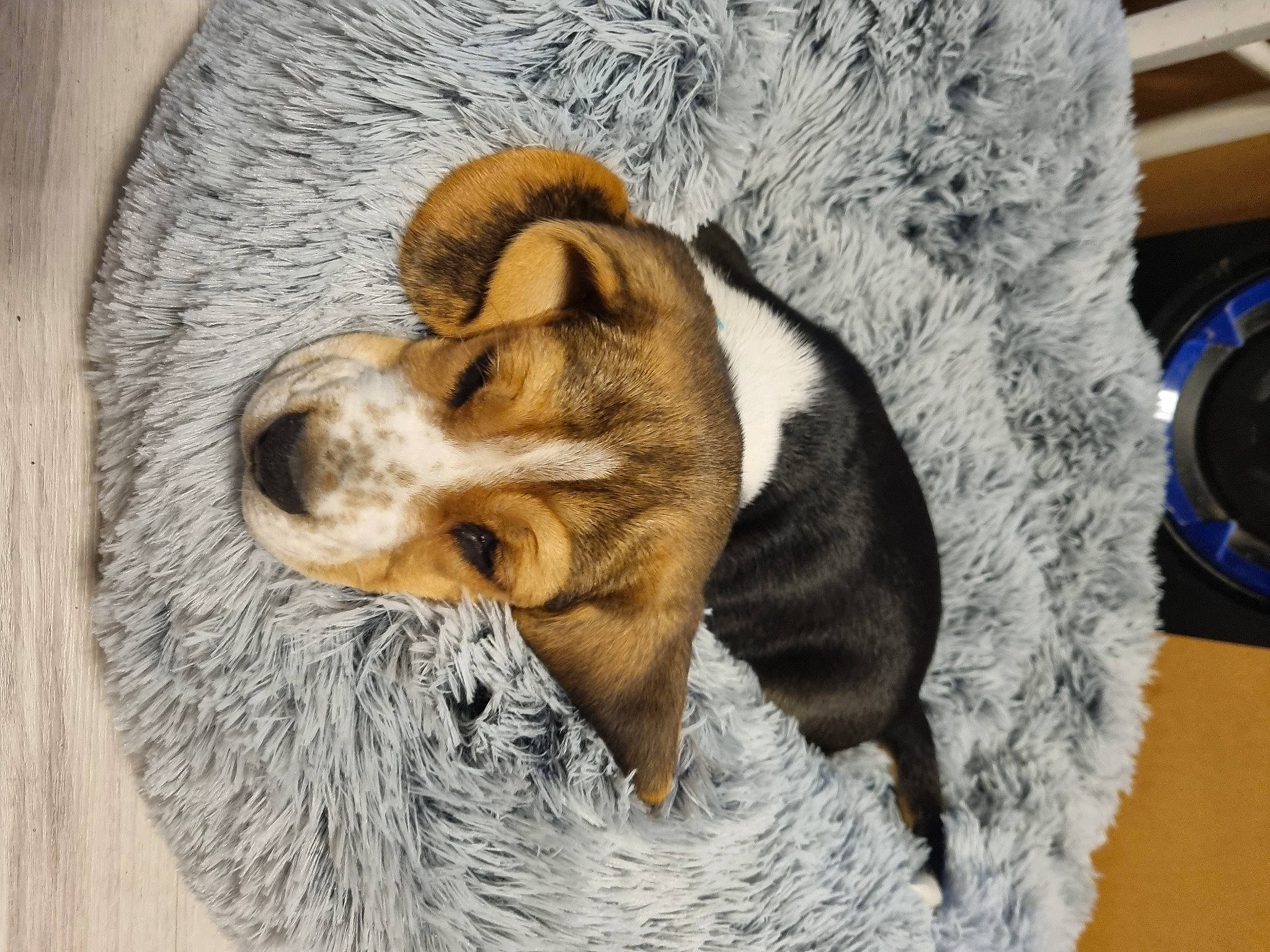 Tazz a rejoint le concours — aidez-le/la à gagner de superbes lots ! ball, canidae, carnivore, comfort, companion_dog, dog, dog_bed, dog_breed, felidae, fur, nap, paw, small_to_medium_sized_cats, sporting_group, street_dog, tail, terrestrial_animal, whiskers, wood, working_animal