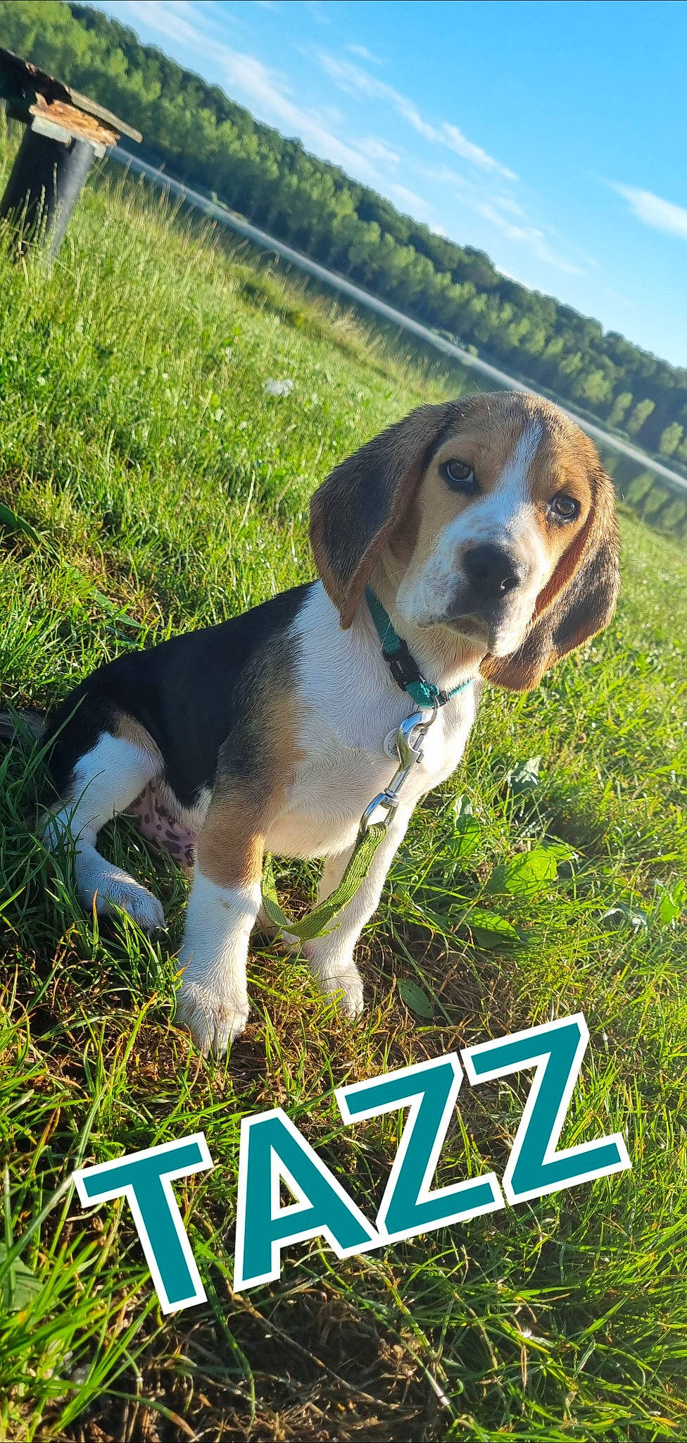 Tazz a rejoint le concours — aidez-le/la à gagner de superbes lots ! advertising, beagle, canidae, carnivore, cloud, collar, companion_dog, dog, dog_breed, grass, hound, logo, photo_caption, plant, scent_hound, sky, snout, sporting_group, terrestrial_animal, working_dog