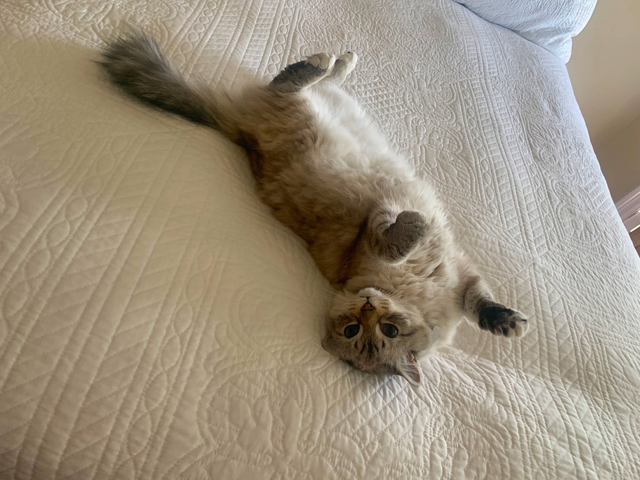 Duchess is registered to the contest to win money with this photo: canidae, carnivore, cat, claw, comfort, dog_breed, domestic_short_haired_cat, fawn, felidae, fur, linens, paw, small_to_medium_sized_cats, snout, sporting_group, tail, terrestrial_animal, whiskers, wildlife, wood