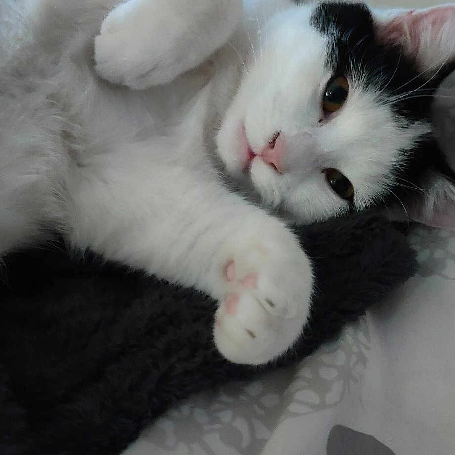 Zeus
