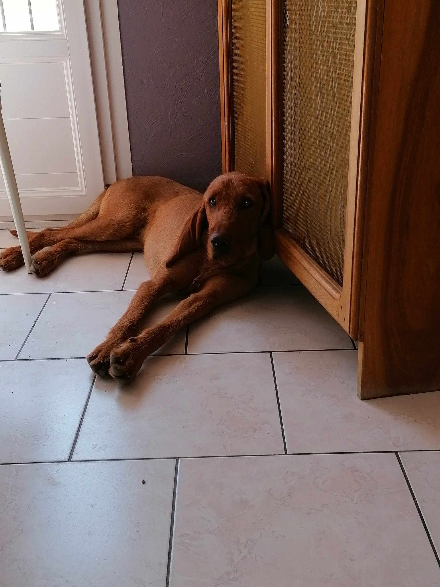 Pollux