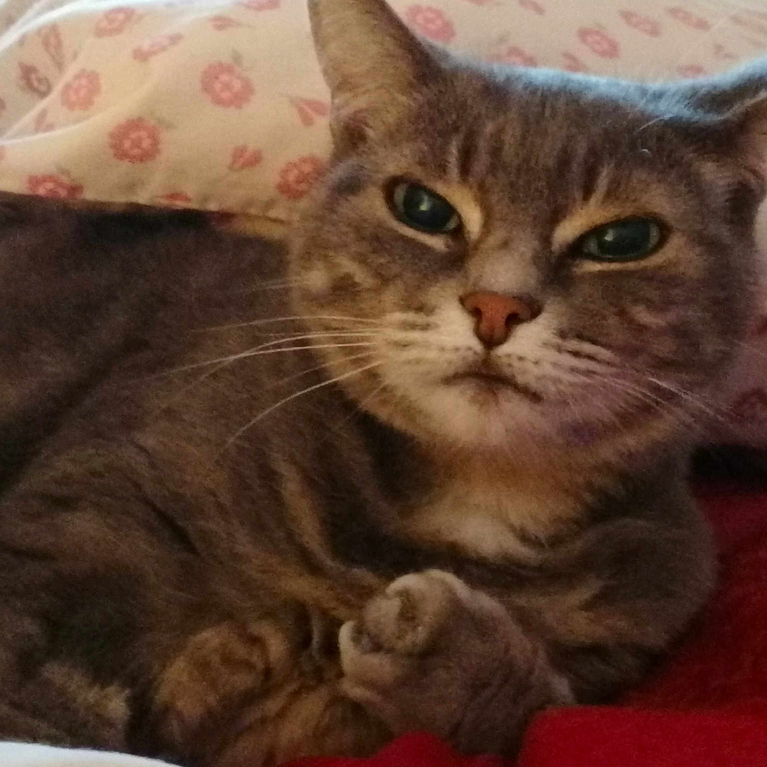 Mimi