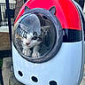 Damien is registered to the contest to win money with this photo: kitten, cat, backpack, bubble_window, pet_carrier, outdoor, curious, gray_and_white, feline, plastic, travel, pet_accessory, close_up, reflection, container, animal, cute, small, ears, transparent