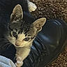 kitten, cat, black_boot, carpet, paw, curious, pet, indoor, feline, animal, young_cat, fur, claw, footwear, close_up, looking_up, domestic, cute, playful, home
