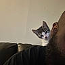 Damien is registered to the contest to win money with this photo: kitten, cat, person, ear, beard, shoulder, indoor, curious, pet, animal, feline, couch, wall, closeup, portrait, looking, one_eye_closed, black_shirt, domestic, young