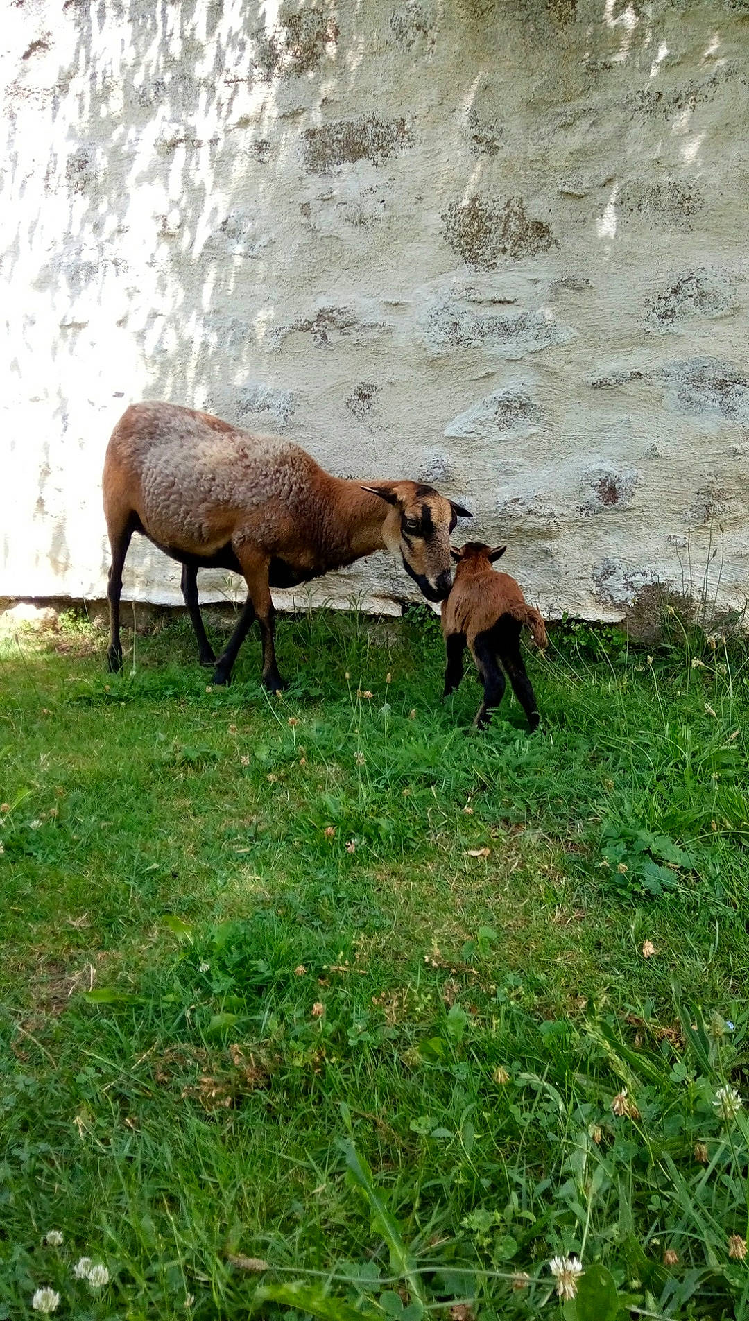 Nougat Et Laïka a rejoint le concours — aidez-le/la à gagner de superbes lots ! cow_goat_family, fawn, goat, goats, grass, grazing, livestock, pasture, terrestrial_animal, vertebrate, wildlife