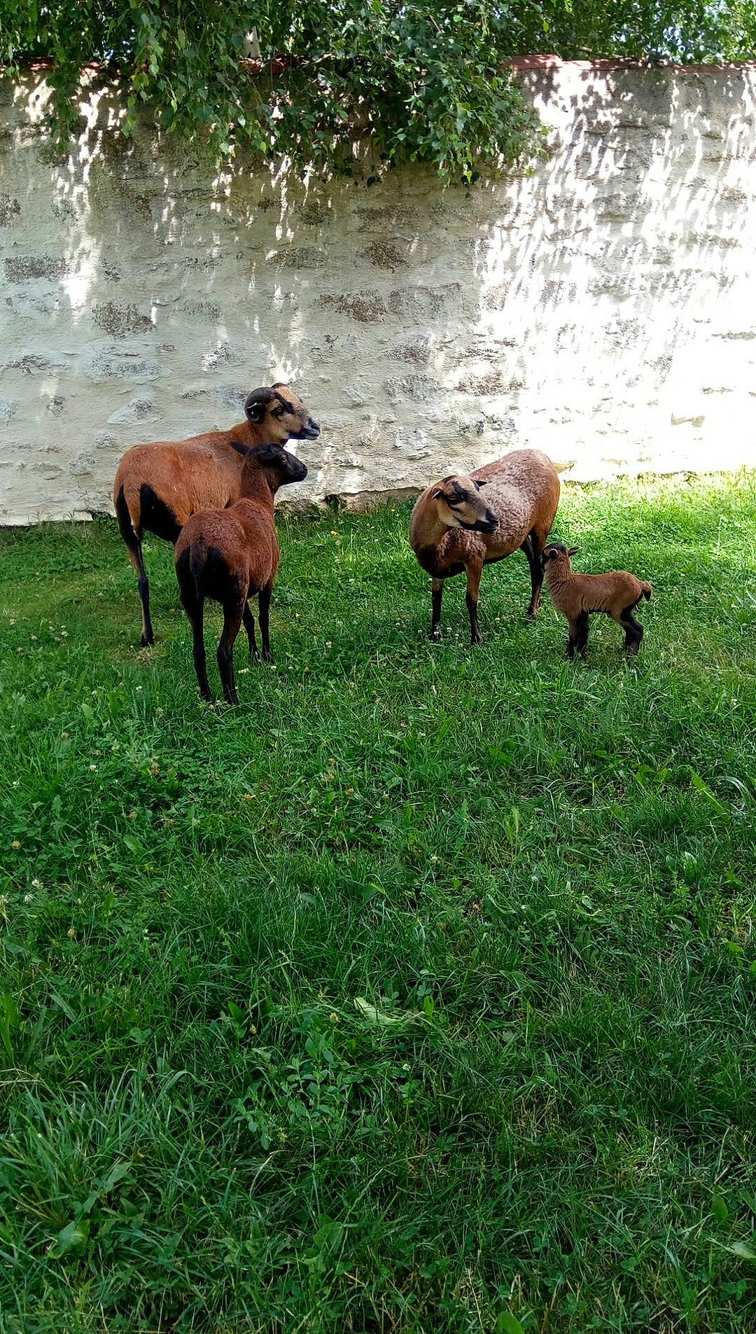 Nougat Et Laïka participe au concours pour gagner de l'argent avec cette photo : bovine, cow_goat_family, farm, fawn, fodder, goat, goats, grass, grassland, grazing, herd, livestock, meadow, pasture, plant, sheep, wildlife