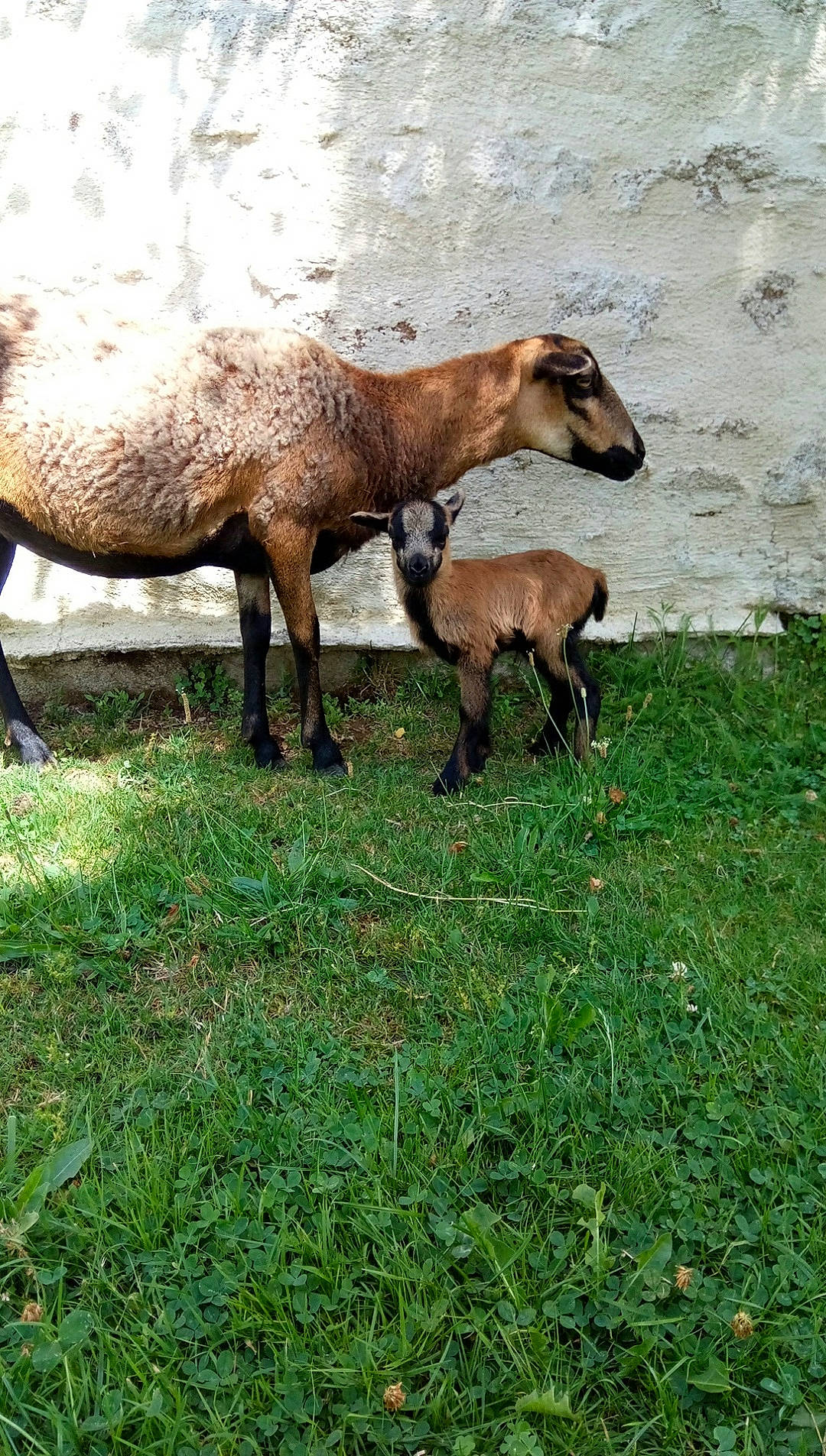 Nougat Et Laïka participe au concours pour gagner de l'argent avec cette photo : colt, cow_goat_family, farm, foal, goat, goats, grass, grassland, grazing, herd, livestock, mammal, pasture, plant, przewalskis_horse, snout, terrestrial_animal, vertebrate, wildlife