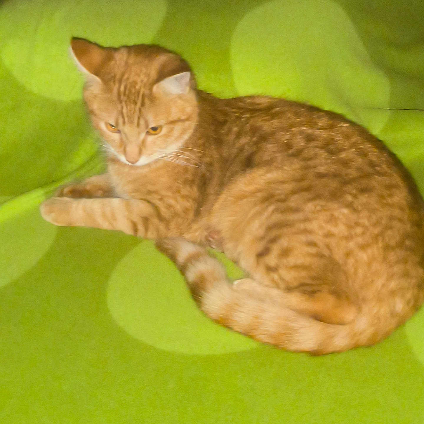 Liberto Mur a rejoint le concours — aidez-le/la à gagner de superbes lots ! animal, blanket, cat, close_up, cozy, cute, domestic_animal, feline, fur, ginger_cat, green, indoor, lying_down, pattern, pet, resting, sleepy, tabby, tail, whiskers