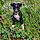 Prune
