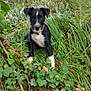 puppy, dog, black_and_white, grass, ivy, forest, nature, outdoor, young_dog, pet, animal, greenery, tree, leaves, ground, collar, sitting, curious, canine, woodland