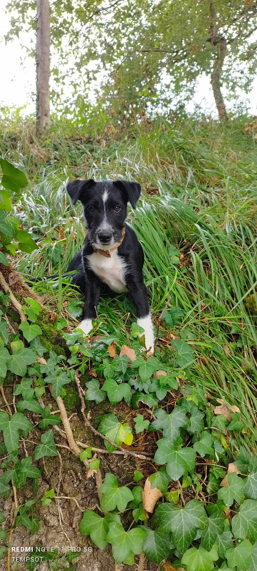 Prune a rejoint le concours — aidez-le/la à gagner de superbes lots ! puppy, dog, black_and_white, grass, ivy, forest, nature, outdoor, young_dog, pet, animal, greenery, tree, leaves, ground, collar, sitting, curious, canine, woodland