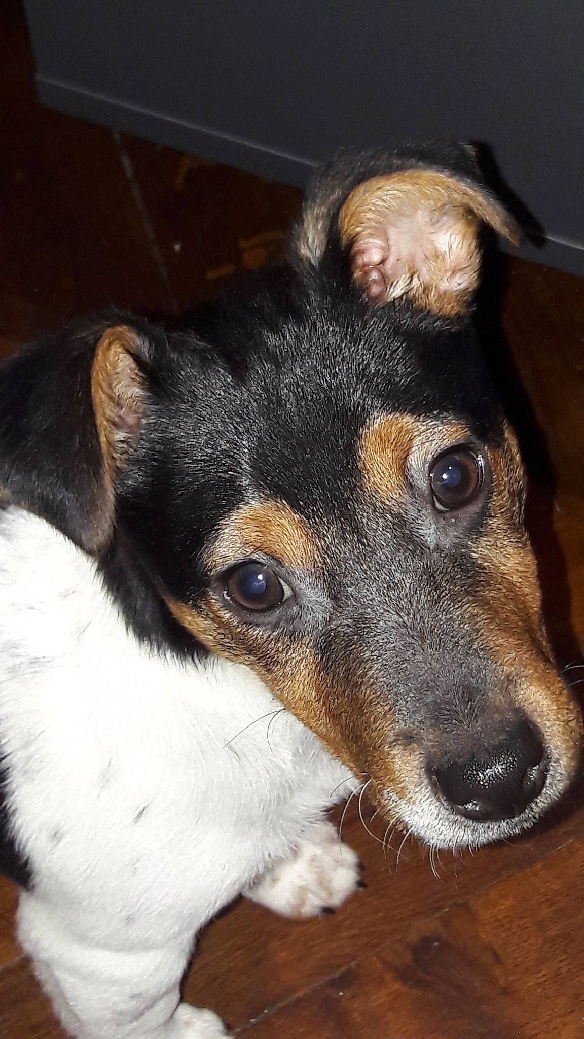 Paco a rejoint le concours — aidez-le/la à gagner de superbes lots ! brazilian_terrier, canidae, carnivore, chilean_fox_terrier, danish_swedish_farmdog, dog, dog_breed, feist, fox_terrier, mammal, miniature_fox_terrier, rat_terrier, ratonero_bodeguero_andaluz, smooth_fox_terrier, snout, teddy_roosevelt_terrier, tenterfield_terrier, toy_fox_terrier, vertebrate, whiskers