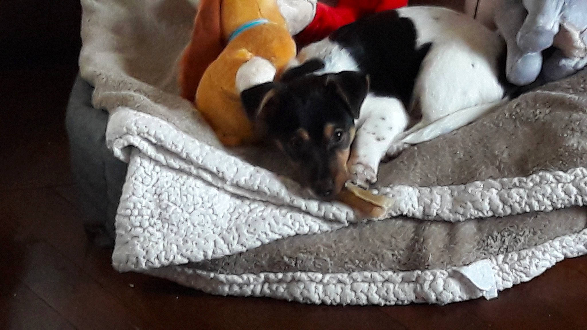 Paco participe au concours pour gagner de l'argent avec cette photo : canidae, carnivore, companion_dog, danish_swedish_farmdog, dog, dog_bed, dog_breed, fox_terrier, linens, mammal, nap, pillow, pointer, puppy, rat_terrier, sporting_group