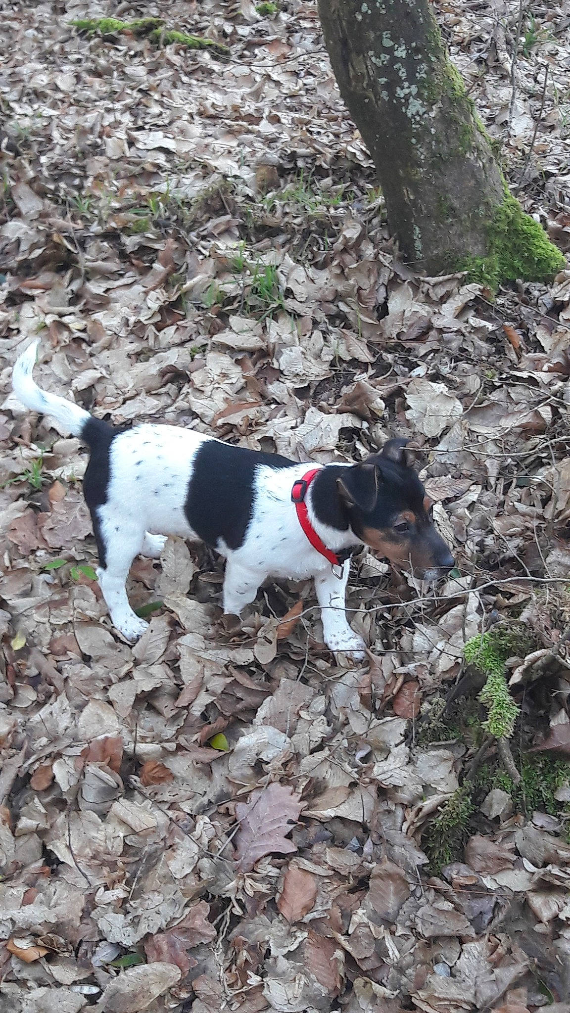 Paco participe au concours pour gagner de l'argent avec cette photo : brazilian_terrier, canidae, carnivore, danish_swedish_farmdog, dog, dog_breed, feist, fox_terrier, halden_hound, hunting_dog, smooth_fox_terrier, sporting_group, terrier, treeing_feist