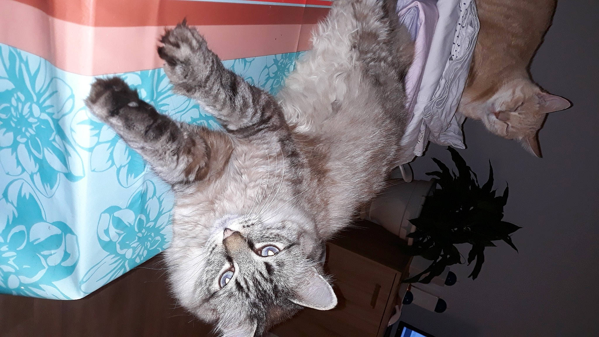 Ugo participe au concours pour gagner de l'argent avec cette photo : carnivore, cat, felidae, fur, paw, small_to_medium_sized_cats, tail, vertebrate, whiskers