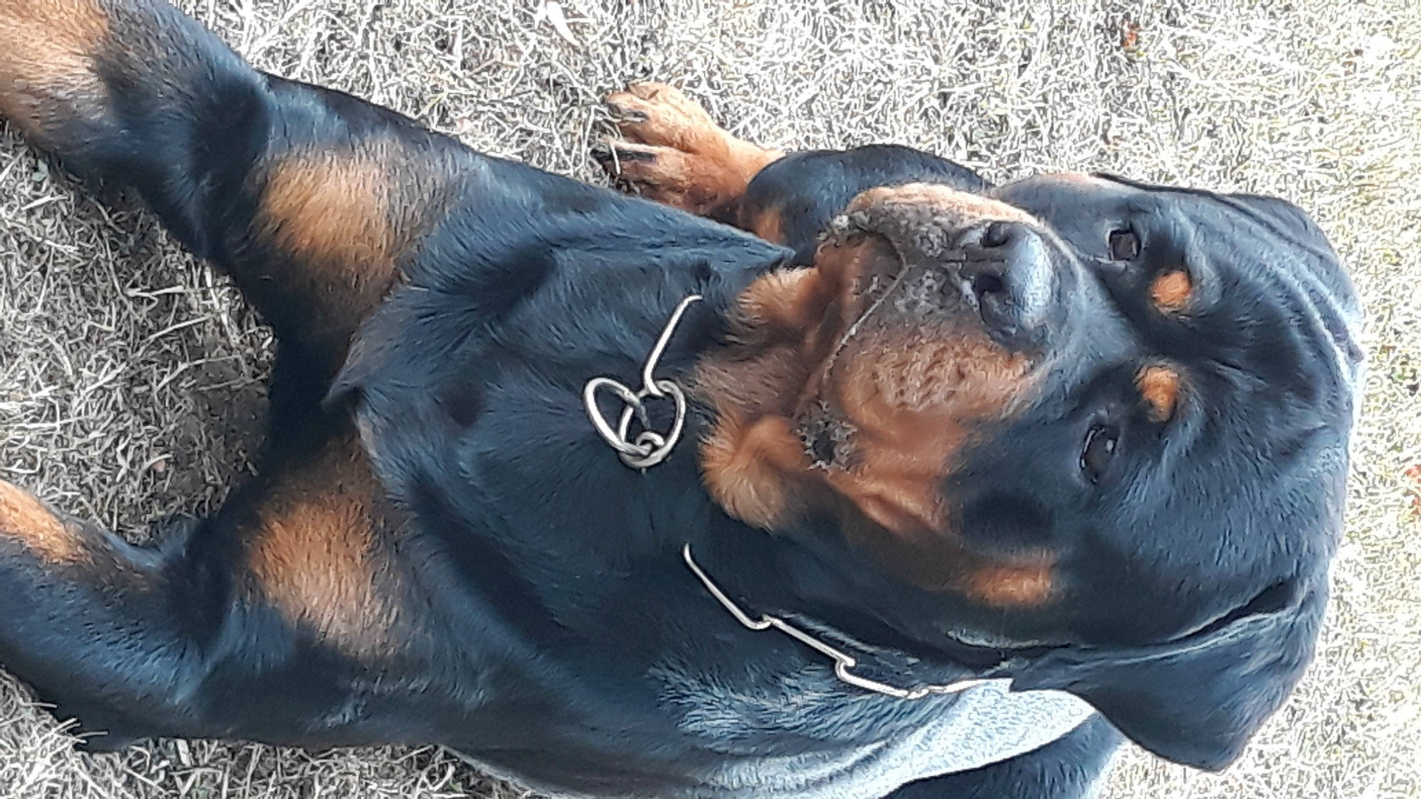 Pablo a rejoint le concours — aidez-le/la à gagner de superbes lots ! canidae, carnivore, comfort, companion_dog, dog, dog_breed, fur, guard_dog, hunting_dog, interaction, iris, mammal, organ, organism, rottweiler, snout, terrestrial_animal, vertebrate, whiskers, working_animal