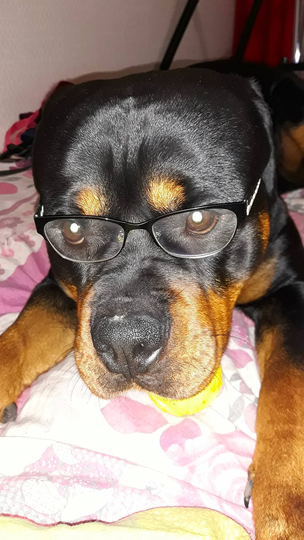 Pablo participe au concours pour gagner de l'argent avec cette photo : austrian_black_and_tan_hound, black_and_tan_terrier, canidae, carnivore, companion_dog, dog, dog_breed, ear, german_pinscher, mammal, manchester_terrier, miniature_pinscher, pinscher, prazsky_krysarik, puppy, rare_breed_dog, rottweiler, snout, sporting_group, vertebrate