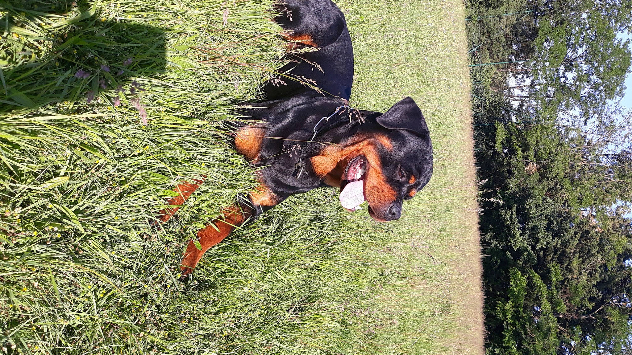 Pablo participe au concours pour gagner de l'argent avec cette photo : canidae, carnivore, collar, companion_dog, dachshund, dobermann, dog, dog_breed, english_toy_terrier, german_pinscher, grass, guard_dog, hunting_dog, manchester_terrier, paw, pinscher, snout, sporting_group, working_dog