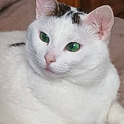 Etoile a rejoint le concours — aidez-le/la à gagner de superbes lots ! cat, white_cat, green_eyes, pet, feline, close_up, indoor, animal, soft, fur, cute, relaxed, resting, whiskers, ears, face, portrait, cozy, blanket, domestic_cat