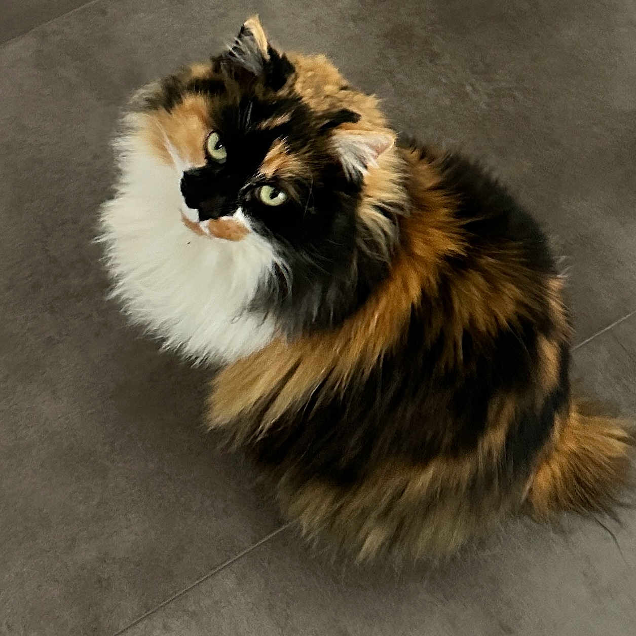 Katoo a rejoint le concours — aidez-le/la à gagner de superbes lots ! animal, calico, cat, curious, cute, domestic_cat, ears, feline, floor, fluffy, fur, green_eyes, indoor, looking_up, mammal, pet, sitting, tail, tile, whiskers