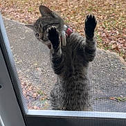 Peanut joined the competition — help win amazing prizes! cat, tabby, window, screen, paws, outdoor, autumn, leaves, curious, pet, animal, fur, closeup, daylight, nature, domestic, mammal, looking, playful, sideview