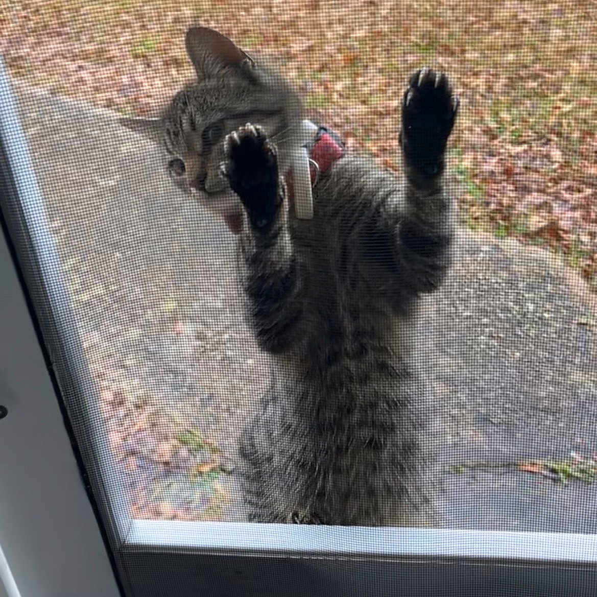 Peanut
