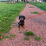 Loki participe au concours pour gagner de l'argent avec cette photo : puppy, dog, leash, path, grass, park, trees, outdoor, pet, animal, nature, young_dog, sitting, daylight, playful, cute, leashed, small_dog, summer, walk