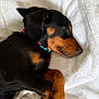 Loki a rejoint le concours — aidez-le/la à gagner de superbes lots ! puppy, dog, sleeping, black_and_tan, blanket, cozy, cute, pet, fur, relaxed, animal, collar, paw, resting, indoors, soft, napping, young_dog, close_up, adorable