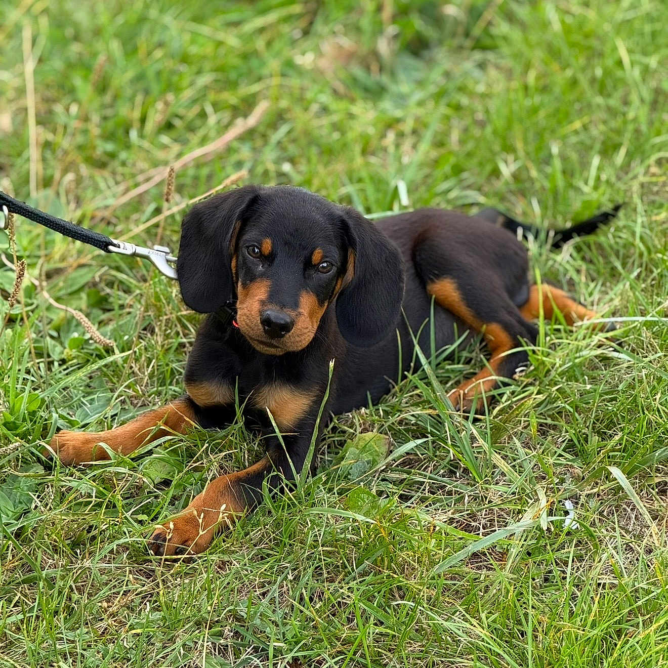 Loki a rejoint le concours — aidez-le/la à gagner de superbes lots ! animal, black_and_tan, canine, collar, cute, daylight, dog, ears, eyes, field, fur, grass, leash, lying_down, nature, outdoor, pet, puppy, relaxed, young
