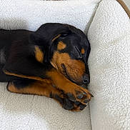 Loki participe au concours pour gagner de l'argent avec cette photo : puppy, dog, sleeping, bed, white, fleece, cozy, black, tan, paw, cute, resting, pet, animal, fur, indoors, relaxed, snug, young, canine