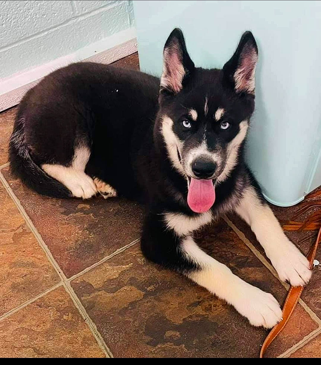 Trixie joined the competition — help win amazing prizes! canidae, carnivore, comfort, companion_dog, dog, dog_breed, dog_supply, floor, flooring, fur, hardwood, paw, snout, sporting_group, square, tail, toy_dog, whiskers, wood, working_animal