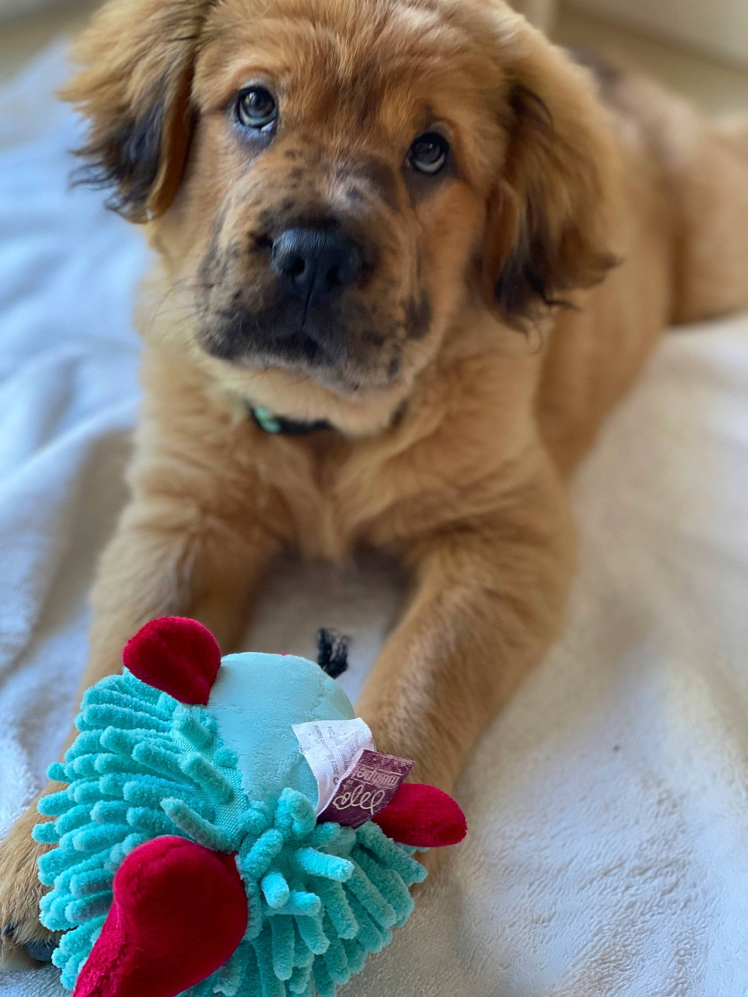 Maui joined the competition — help win amazing prizes! art, carnivore, companion_dog, craft, dog, dog_breed, dog_collar, electric_blue, fashion_accessory, fawn, firefighter, fur, jewellery, liver, puppy_love, snout, whiskers, wool, woolen, working_animal