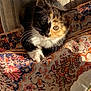 cat, kitten, calico, pet, animal, feline, whiskers, sunlight, shadow, patterned_fabric, colorful, cute, indoor, resting, small, young, fur, curious, closeup, soft_light