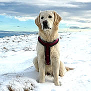Awa participe au concours pour gagner de l'argent avec cette photo : animal, clouds, cold, dog, field, fur, golden_retriever, grass, harness, horizon, landscape, nose, outdoors, paws, pet, portrait, sitting, sky, snow, winter